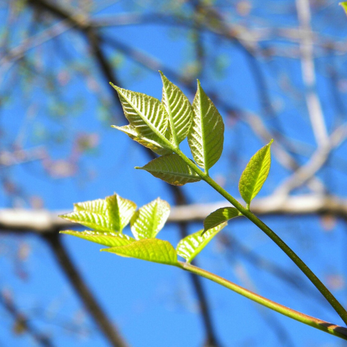 A British tree in need of pruning.