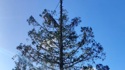 Crown Thinning. Nick Teeling at the top of a very tall tree thinning branches.