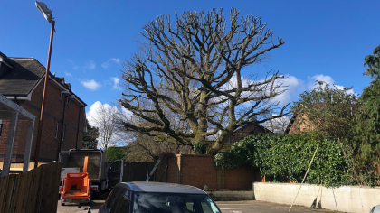 Tree surgeons performing a crown reduction, Hampshire