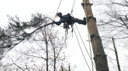 Dead tree branches being removed from a tree in Chichester, West Sussex