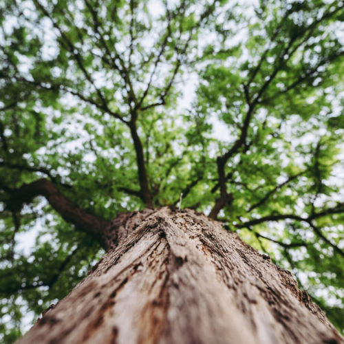 A beautiful tall fir tree in Southampton, in need of a crown reduction service