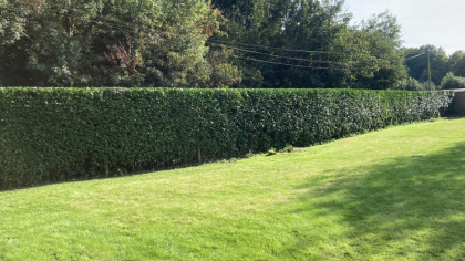 A well-trimmed hedge in Petersfield, Hampshire