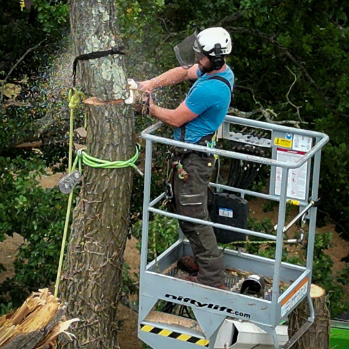 Nick Teeling felling a tree in Petersfield