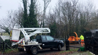 Teeling removing a tree. Our tree removal service can remove trees of all sizes