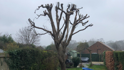 Tree surgeons performing a crown reduction, Hampshire