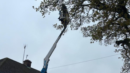 We offer a tree pruning service in Havant and throughout Hampshire