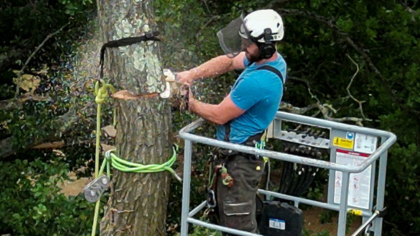 Teeling removing a tree. Our tree removal service can remove trees of all sizes