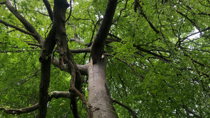 Tree surgeons performing a crown reduction, Hampshire