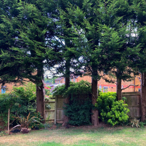 Problematic tree roots destroying a nearby fence, in Weston