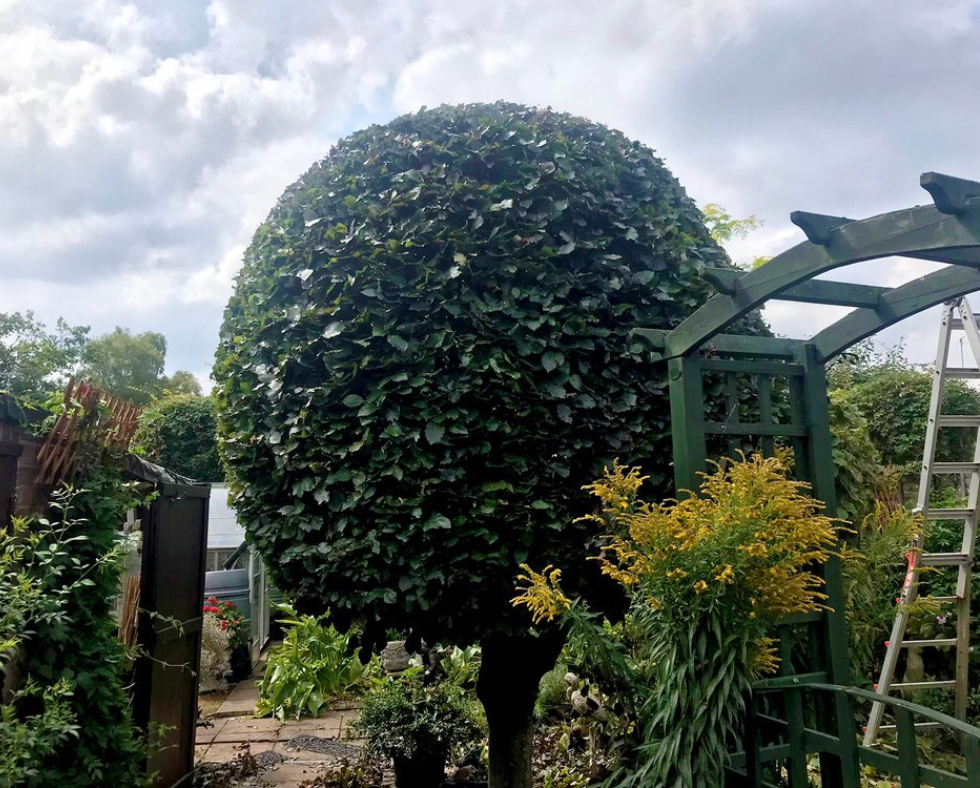 A beautiful tree undergoing crown reduction, Selbourne