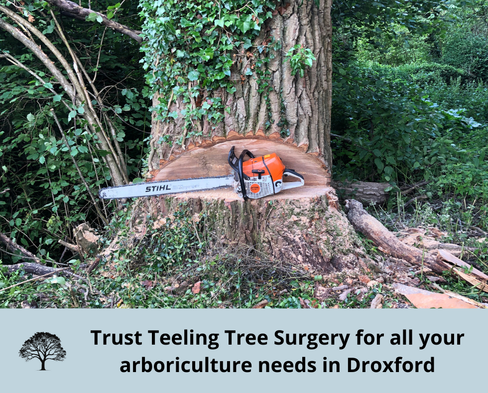 A beautiful tree undergoing crown reduction, Selbourne