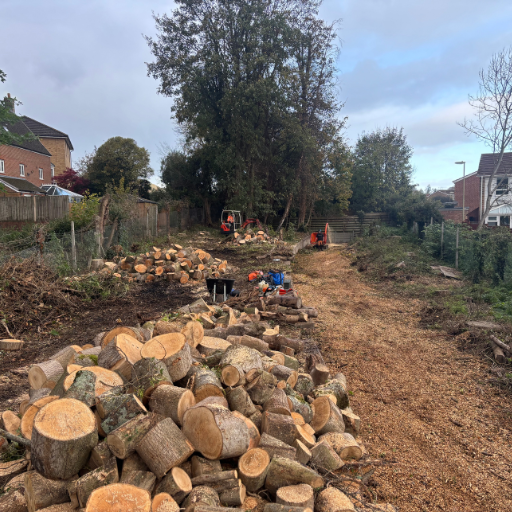 logs from a cut down tree