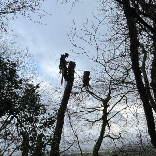 Problematic tree roots destroying a nearby fence, in Weston