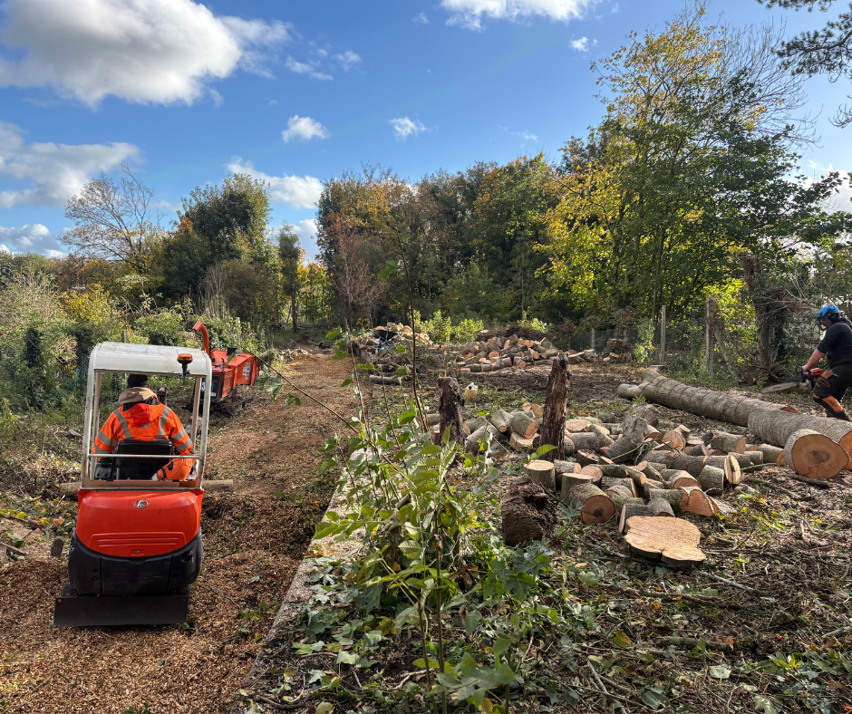 Tree Removal 2 940 x 788