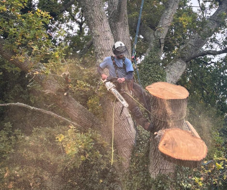 Tree Removal 3 940 x 788